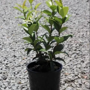 Star Jasmine Live Plant - Trachelospermum Jasminoides Vine 5-8 Inch Tall, White Flowering, Outdoor - Image 7