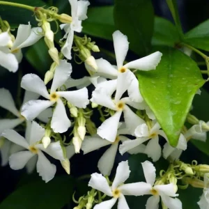 Star Jasmine Live Plant - Trachelospermum Jasminoides Vine 5-8 Inch Tall, White Flowering, Outdoor - Image 9