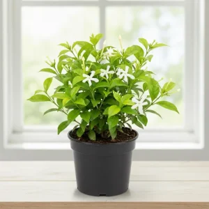 Star Jasmine Live Plant – White Fragrant Flowering Vine – 4-7 Inches – Outdoor - Image 2