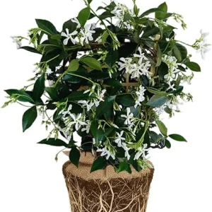 Star Jasmine Live Plants – Fragrant Blooming Vine – 2-Pack – 5-7 inches Tall – Outdoor - Image 3