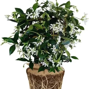 Star Jasmine Live Plants – Fragrant Blooming Vine – 2-Pack – 5-7 inches Tall – Outdoor - Image 1