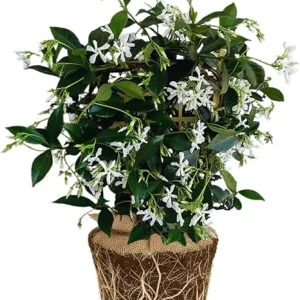 Star Jasmine Live Plants – Fragrant Blooming Vine – 2-Pack – 5-7 inches Tall – Outdoor - Image 6