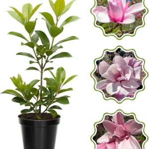 Star Magnolia Tree Live Plant 4-8 Inches – Fragrant Spring Blooms – Outdoor Perennial - Image 3