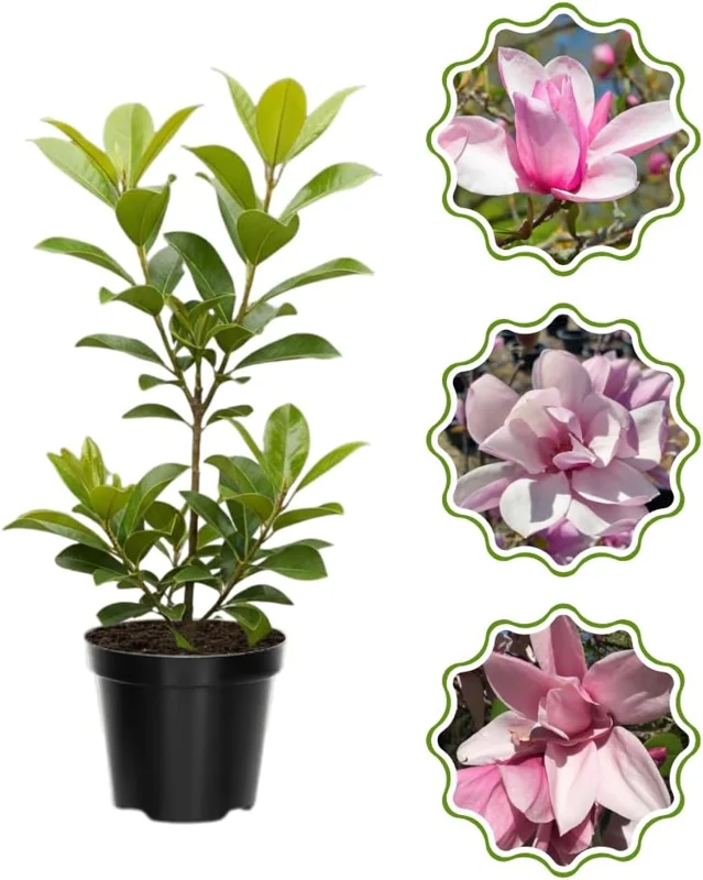 Star Magnolia Tree Live Plant 4-8 Inches – Fragrant Spring Blooms – Outdoor Perennial - Image 3