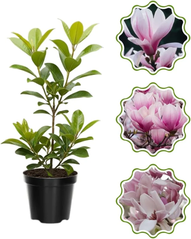 Star Magnolia Tree Live Plant 4-8 Inches – Fragrant Spring Blooms – Outdoor Perennial - Image 4