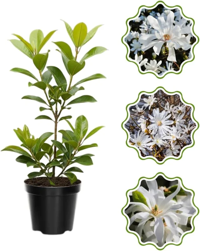 Star Magnolia Tree Live Plant 4-8 Inches – Fragrant Spring Blooms – Outdoor Perennial - Image 5