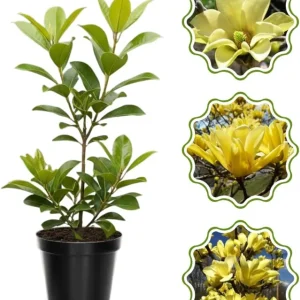 Star Magnolia Tree Live Plant 4-8 Inches – Fragrant Spring Blooms – Outdoor Perennial - Image 1