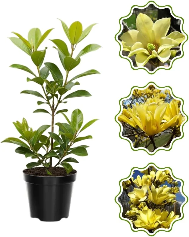 Star Magnolia Tree Live Plant 4-8 Inches – Fragrant Spring Blooms – Outdoor Perennial - Image 1