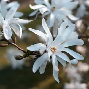 Star Magnolia Tree Live Plant – White Flowers Shrub, 6-12 Inches Tall, 4 Inch Pot, Outdoor - Image 6