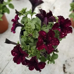Starry Sky Petunia Live Plant - Burgundy Bicolor, Heat Tolerant, 2 Pack, 3-6