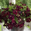 Starry Sky Petunia Live Plant - Burgundy Bicolor, Heat Tolerant, 2 Pack, 3-6" Tall Starter Plants, Outdoor Trailing Flowers - Image 1