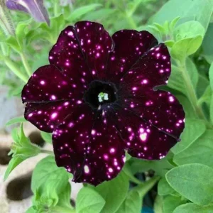 Starry Sky Petunia Live Plant - Burgundy Bicolor, Heat Tolerant, 2 Pack, 3-6