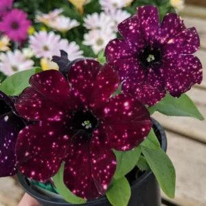 Starry Sky Petunia Live Plant - Burgundy Bicolor, Heat Tolerant, 2 Pack, 3-6