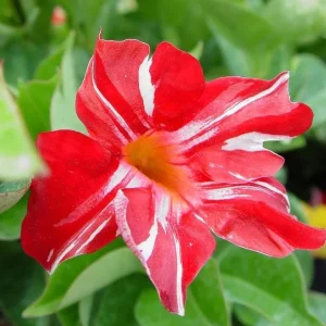 Stars and Stripes Mandevilla Vine Live Plant - White & Red Flowers, 5-9