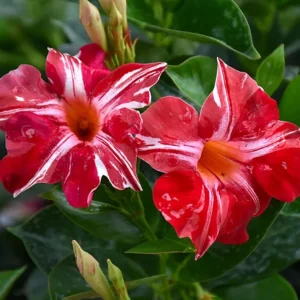 Stars and Stripes Mandevilla Vine Live Plant - White & Red Flowers, 5-9