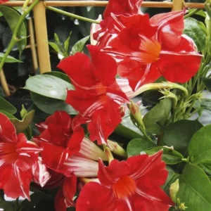 Stars and Stripes Mandevilla Vine Live Plant - White & Red Flowers, 5-9
