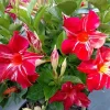 Stars and Stripes Mandevilla Vine Live Plant - White & Red Flowers, 5-9" Tall Tropical Climber - Image 1