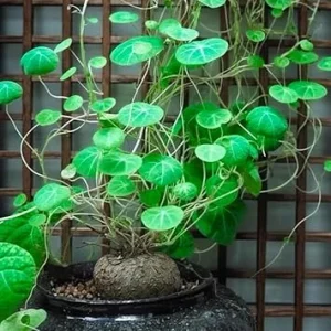 Stephania Cephalantha Caudex Live Plant 2-2.5 Inch - Rare Indoor Succulent - Image 7