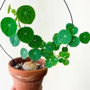 Stephania Cephalantha Caudex Live Plant - Rare Indoor Succulent, 2-2.5 Inch Caudex - Image 2