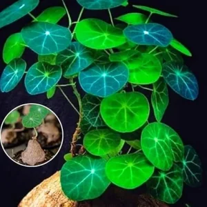 Stephania Cephalantha Caudex Live Plant – Rare Succulent – 2-2.5