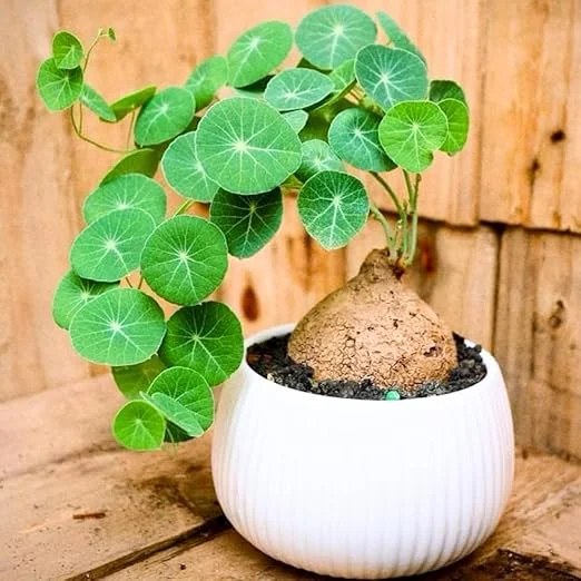 Stephania Cephalantha Caudex Plant - Rare Sprouted Succulent, 3-3.5 Inch Wide, Tropical Indoor Houseplant - Image 2