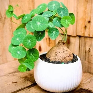 Stephania Cephalantha Caudex Plant - Rare Sprouted Succulent, 3-3.5 Inch Wide, Tropical Indoor Houseplant - Image 5