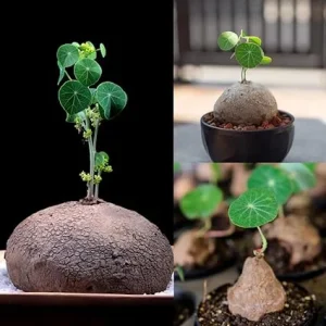 Stephania Cephalantha Caudex Plant – Rare Succulent Live Plant – 3-3.5 Inch Caudex – Indoor Houseplant - Image 5