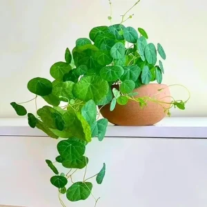 Stephania Cephalantha Caudex Plant – Rare Succulent Live Plant – 2-2.5 Inch Wide – Indoor/Outdoor - Image 7