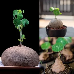 Stephania Cephalantha Caudex Plant – Rare Succulent Live Plant – 3-3.5 Inch Caudex – Indoor Houseplant - Image 7