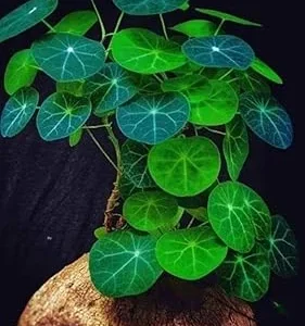 Stephania Cephalantha Caudex Rare Succulent Live Plant, 4.5-6 Cm Wide, Sprouting - Image 1