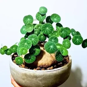 Stephania Cephalantha Live Caudex Plant - Rare Indoor Succulent, 2.5-3.5 Inch Caudex - Image 7