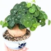 Stephania Cephalantha Live Plant, 2-2.5" Caudex, Rare Succulent Houseplant Indoor - Image 1