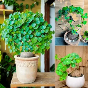 Stephania Cephalantha Live Plant Caudex – 2-2.5 Inch Rare Succulent – Indoor Houseplant - Image 6