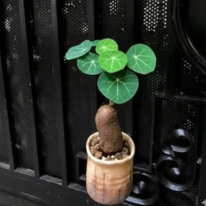 Stephania Cephalantha Live Plant - Caudex Succulent, 2-2.5 Inch - Image 3