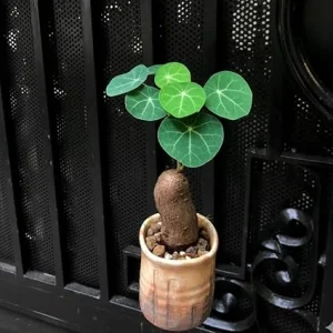 Stephania Cephalantha Live Plant - Caudex Succulent, 2-2.5 Inch - Image 4