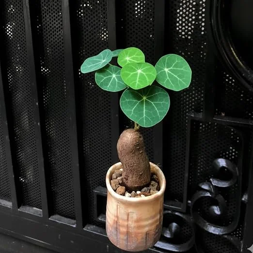 Stephania Cephalantha Live Plant - Caudex Succulent, 2-2.5 Inch - Image 5