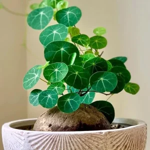 Stephania Cephalantha Live Plant - Rare Caudex Succulent, 6-7 cm, Sprouting, Cold Hardy, Indoor Decor - Image 4