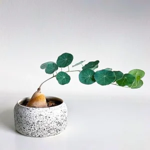 Stephania Cephalantha Plant - Medium Caudex 3-3.5 Inch, Rare Live Succulent Houseplant - Image 5