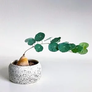 Stephania Cephalantha Plant - Medium Caudex 3-3.5 Inch, Rare Live Succulent Houseplant - Image 7