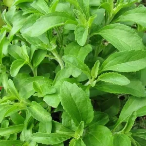 Stevia Live Plant – 4 Inch Pot – Herb Plant for Indoor & Outdoor Gardening - Image 6