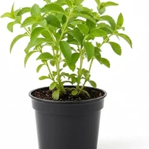 Stevia Live Plant - 4'' Pot - Natural Sweetener Herb - Indoor/Outdoor - Image 5