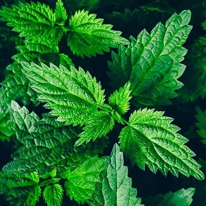Stinging Nettle Live Plants - 10 Bare Root Herb Starters, Cold Hardy 2-4" Tall, Outdoor - Image 5