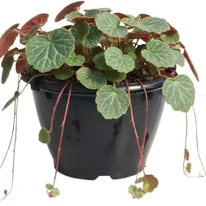 Strawberry Begonia Live Plant - Saxifraga Tricolor Perennial, 3.25 Inch Pot, Variegated Foliage, Indoor/Outdoor - Image 3