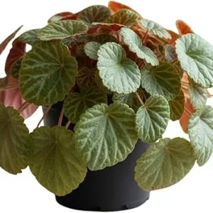 Strawberry Begonia Live Plant - Variegated Saxifraga, 3.25 Inch Pot, Indoor/Outdoor - Image 4