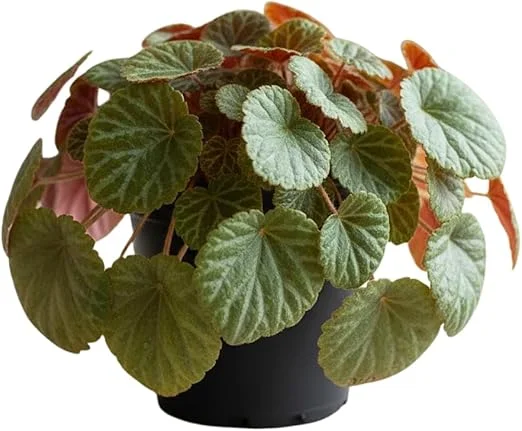 Strawberry Begonia Live Plant - Variegated Saxifraga, 3.25 Inch Pot, Indoor/Outdoor - Image 5