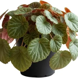 Strawberry Begonia Live Plant - Variegated Saxifraga, 3.25 Inch Pot, Indoor/Outdoor - Image 6