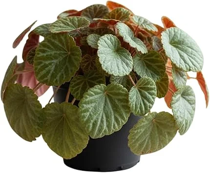 Strawberry Begonia Live Plant - Variegated Saxifraga, 3.25 Inch Pot, Indoor/Outdoor - Image 7