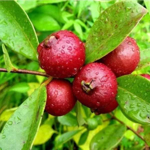 Strawberry Guava Live Plant - Psidium Cattleyanum - 5-9 Inch Tall - Well Rooted - Image 4