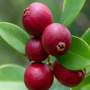 Strawberry Guava Live Plant - Psidium Cattleyanum - 5-9 Inch Tall - Well Rooted - Image 5