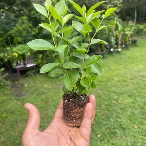 Strawberry Guava Live Plant - Psidium Cattleyanum - 5-9 Inch Tall - Well Rooted - Image 6